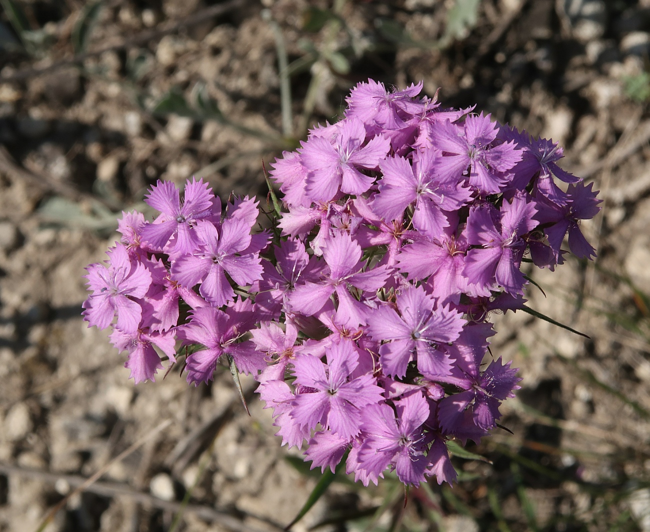 Image of Dianthus pseudarmeria specimen.