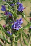 Echium vulgare. Часть общего соцветия (в цветке - муравей). Беларусь, г. Витебск, склон к наб. р. Западная Двина у площ. Тысячелетия Витебска, выкашиваемый газон. 17.06.2023.