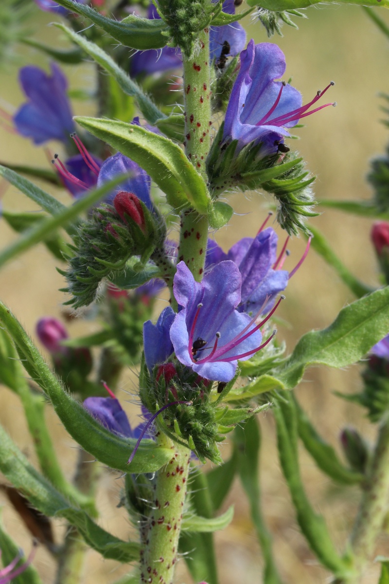 Изображение особи Echium vulgare.