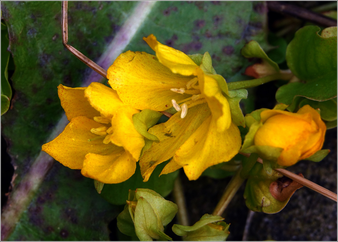 Изображение особи Lysimachia nummularia.