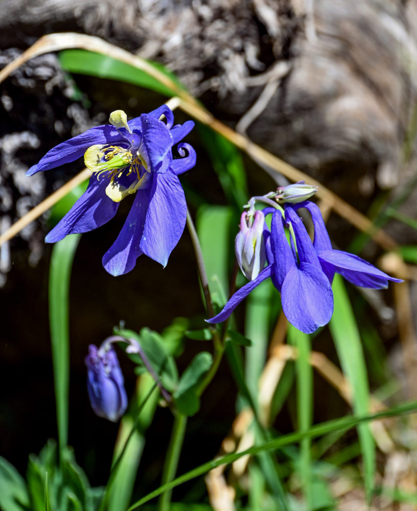 Изображение особи Aquilegia sibirica.