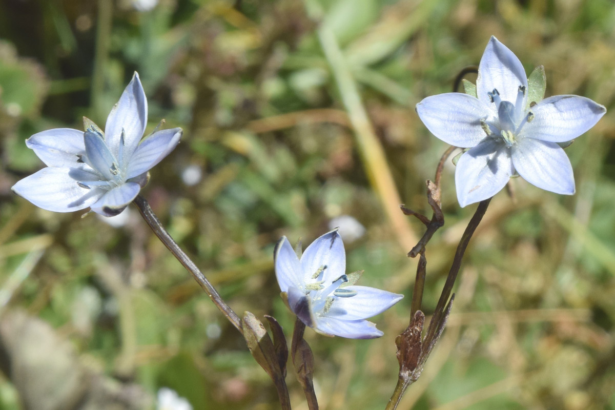 Изображение особи Lomatogonium carinthiacum.