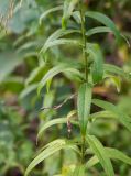 Cirsium serratuloides