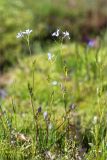 Cardamine pratensis. Цветущие и плодоносящие растения. Мурманская обл., п-ов Средний, сырой замшелый берег р. Выкат. 12.07.2023.