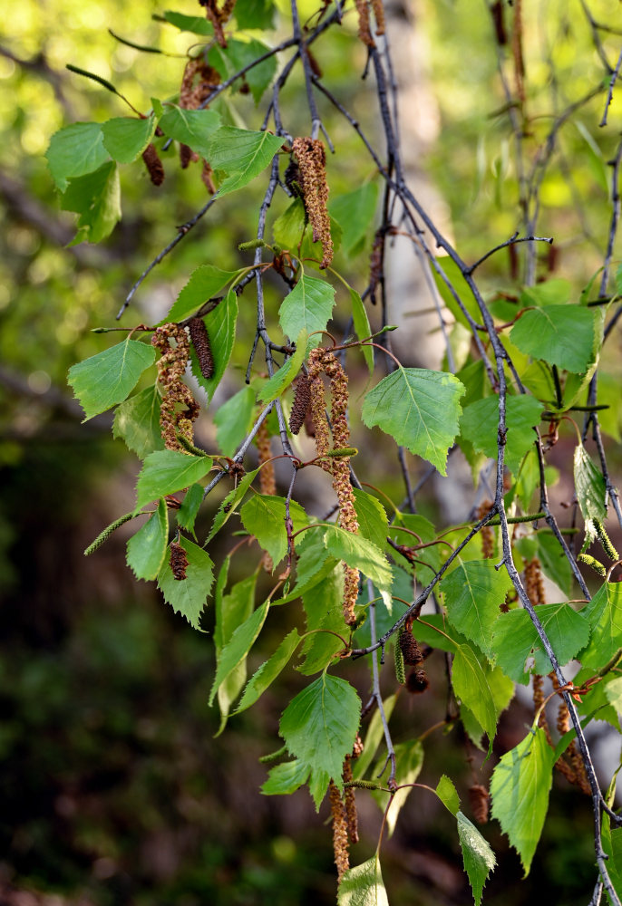 Image of Betula pendula specimen.