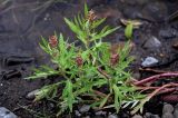 Artemisia tilesii. Верхушки побегов с соцветиями. Красноярский край, Таймырский Долгано-Ненецкий р-н, плато Путорана, устье р. Кутарамакан, песчаный пляж. 23.07.2023.