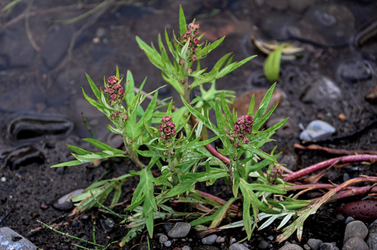 Изображение особи Artemisia tilesii.