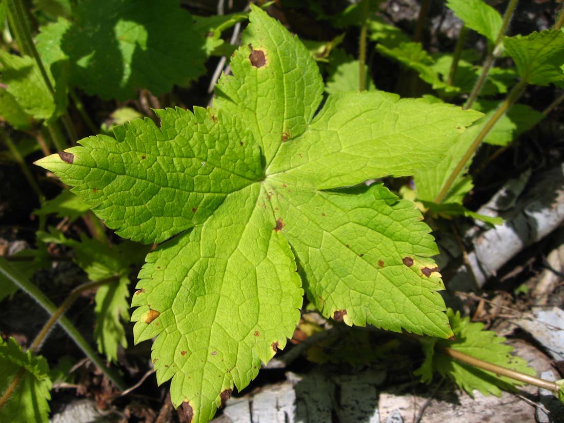 Image of Geranium gracile specimen.