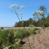 Anthriscus sylvestris. Верхушка цветущего растения. Ленинградская обл., Выборгский р-н, вост. берег Ермиловского залива, каменисто-песчаный пляж. 11.06.2023.