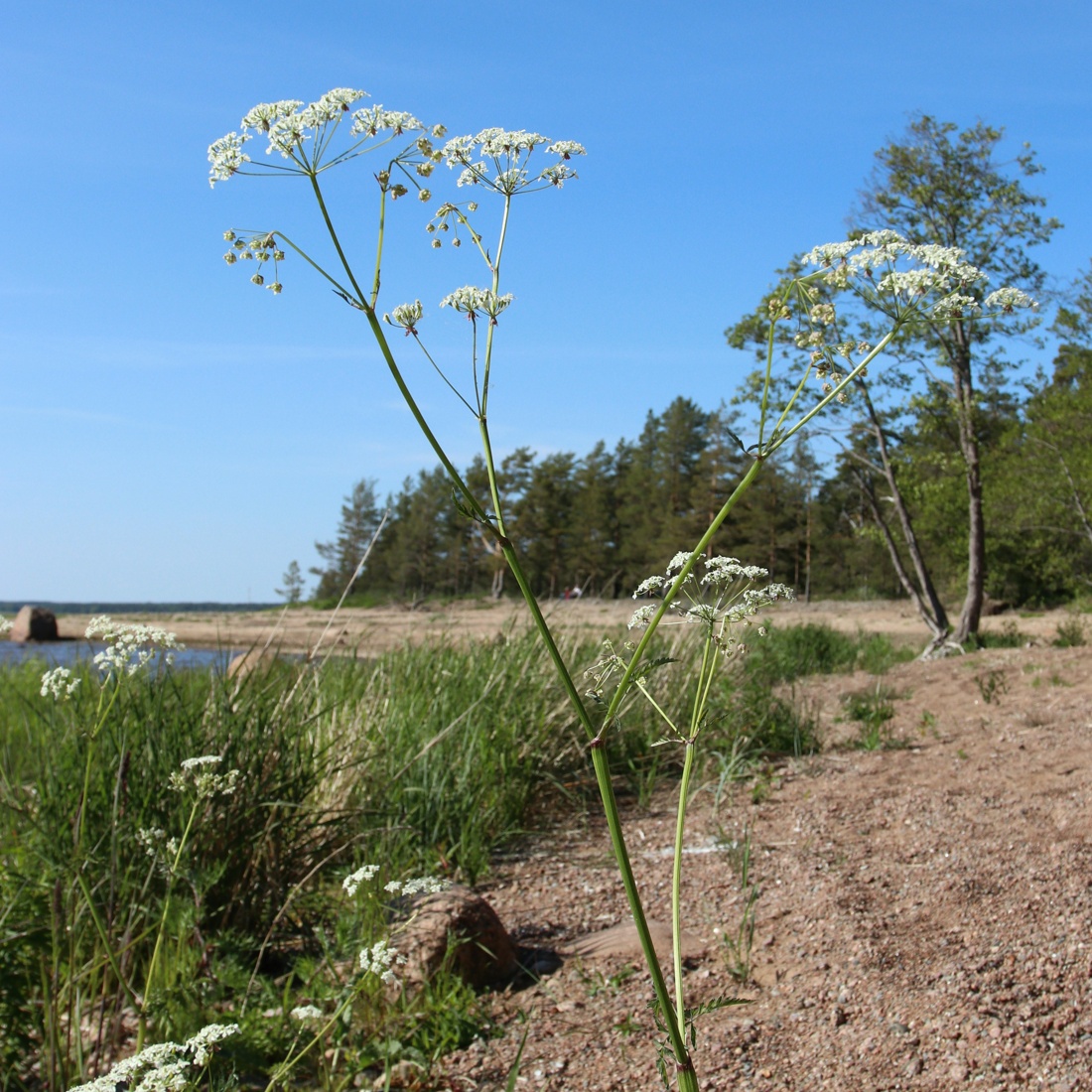 Изображение особи Anthriscus sylvestris.