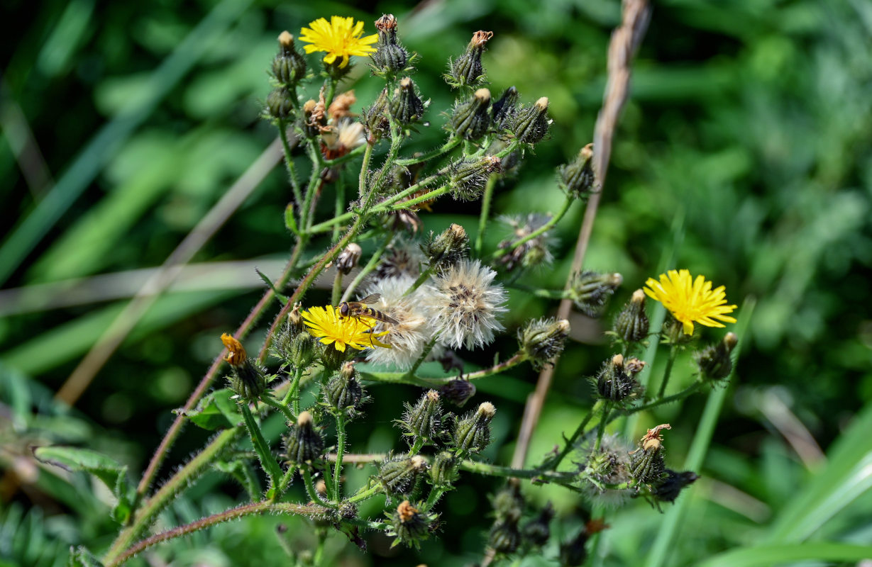 Image of Picris japonica specimen.