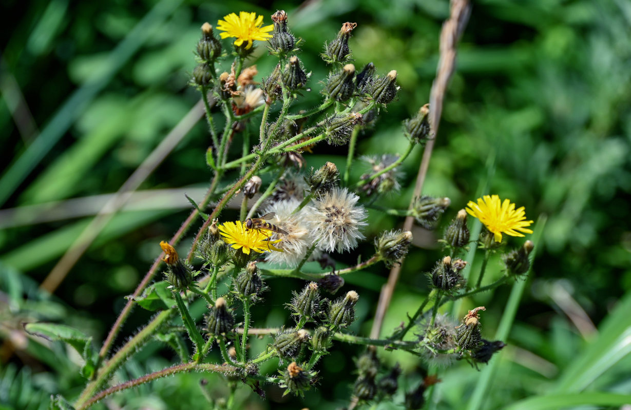 Изображение особи Picris japonica.