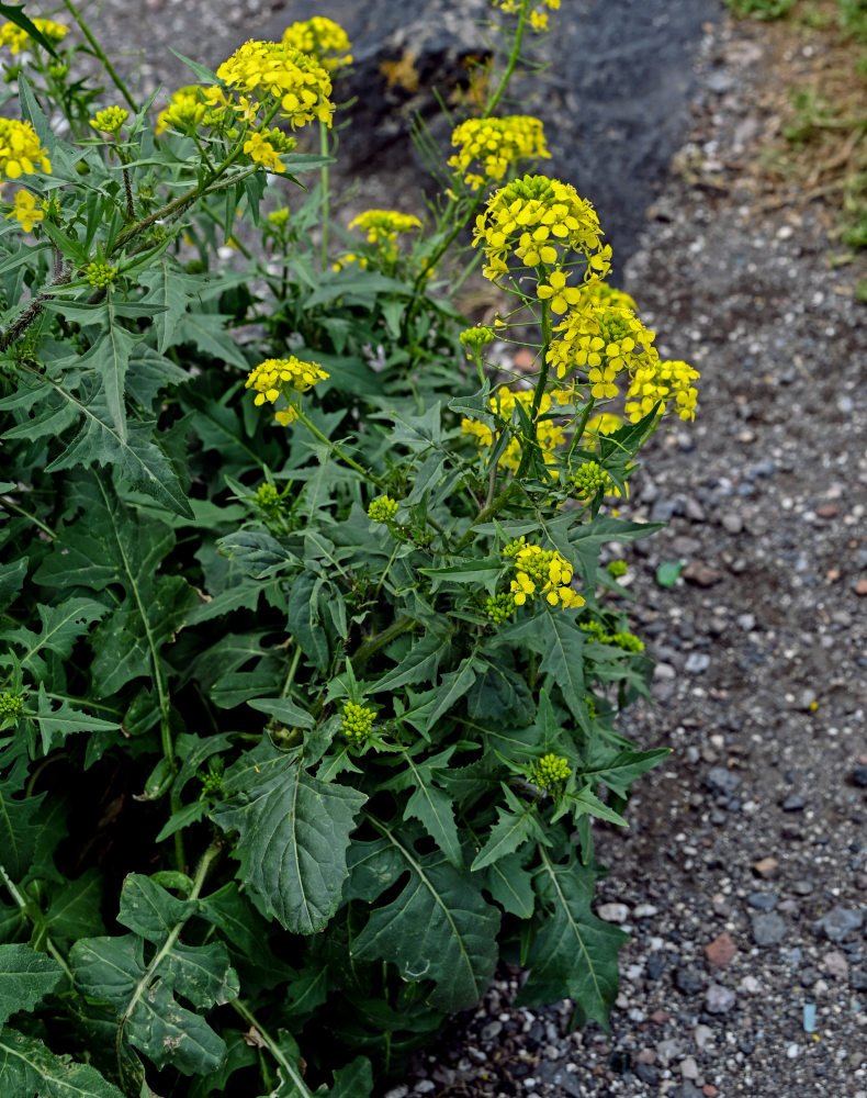 Изображение особи Sisymbrium loeselii.