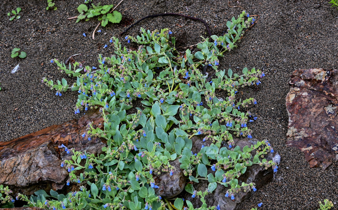 Image of Mertensia maritima specimen.