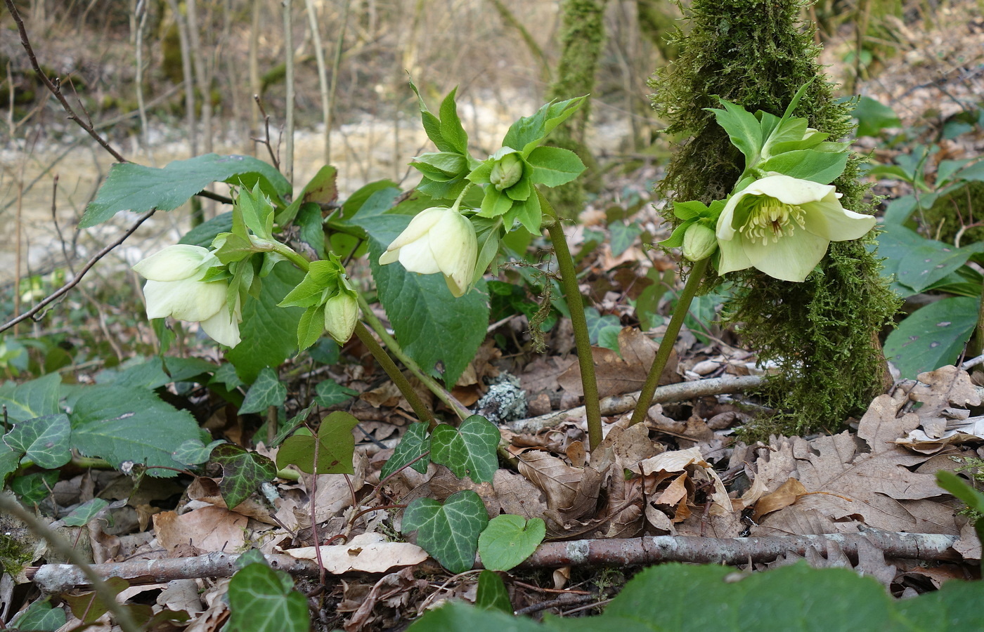 Изображение особи Helleborus caucasicus.