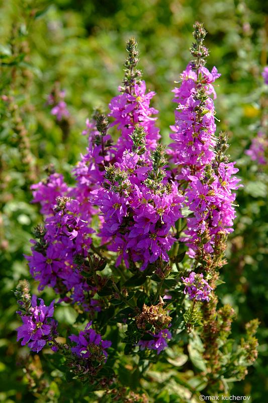 Image of Lythrum salicaria specimen.
