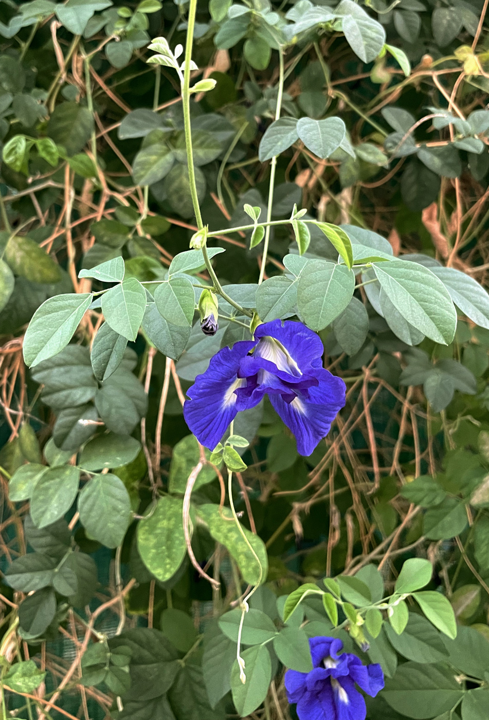 Image of Clitoria ternatea specimen.