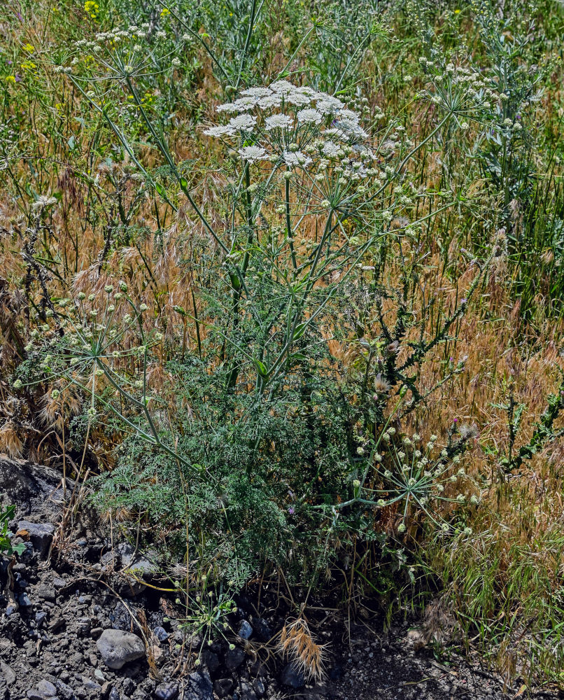 Изображение особи Astrodaucus orientalis.