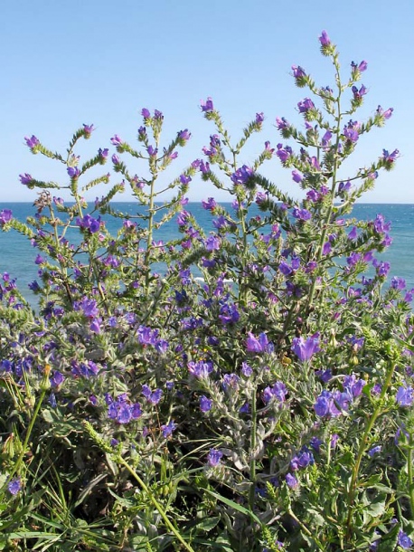 Изображение особи Echium plantagineum.