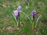 Crocus vernus. Цветущие растения. Краснодар, парк \"Краснодар\", Японский сад, в культуре. 21.03.2024.