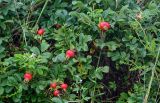 Rosa rugosa. Верхушки ветвей с плодами. Сахалин, Холмский гор. округ, окр. мыса Слепиковского, луговой склон. 26.08.2023.