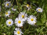 Bellis perennis. Соцветия. Испания, автономное сообщество Каталония, провинция Жирона, комарка Ла Гарроча, муниципалитет Сан-Фелиу-де-Пальеролс, 1050 м н.у.м., опушка буково-берёзового леса, разнотравное сообщество на уступе скалы. 19.04.2024.