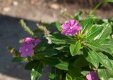 Catharanthus roseus