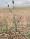 Polygonum patulum