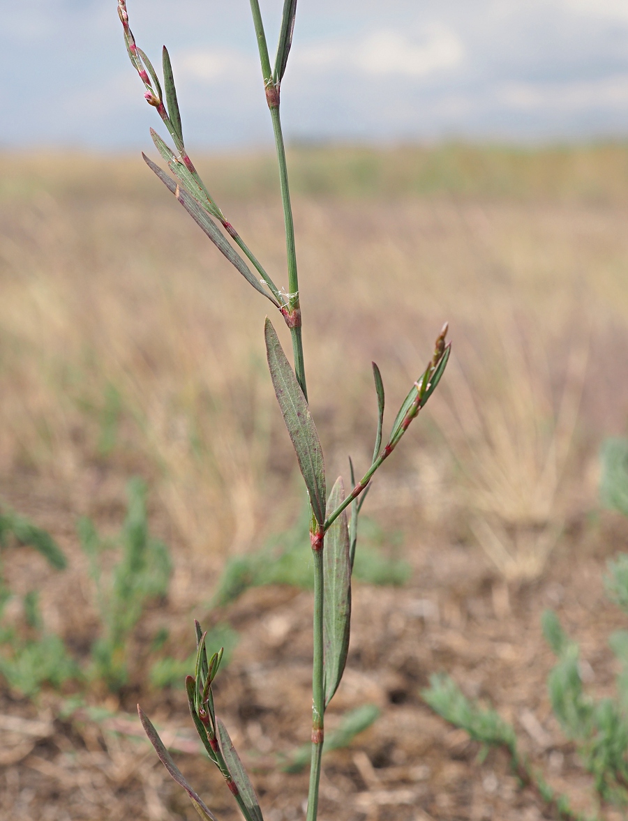 Изображение особи Polygonum patulum.