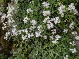 Arabis caucasica