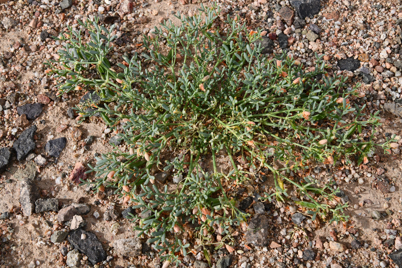 Image of Zygophyllum kopalense specimen.