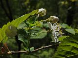 Cerasus maximowiczii