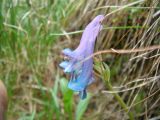 Corydalis emanueli