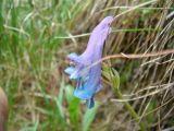 Corydalis emanueli