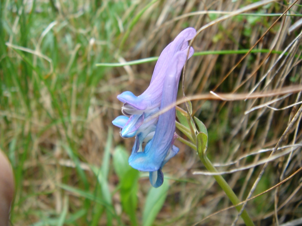 Image of Corydalis emanuelii specimen.