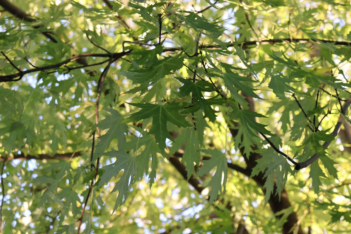 Изображение особи Acer saccharinum.