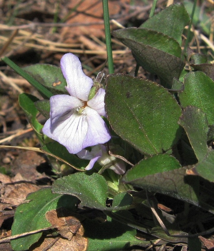 Image of Viola rupestris specimen.