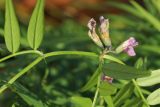 Vicia sepium. Часть побега с отцветающим соцветием (отогнут). Санкт-Петербург, Старый Петергоф, парк \"Сергиевка\", лужайка за административными зданиями, выкашиваемый разнотравно-злаковый луг. 19.10.2024.
