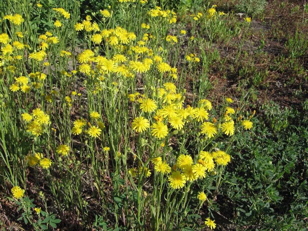 Изображение особи Crepis tectorum.