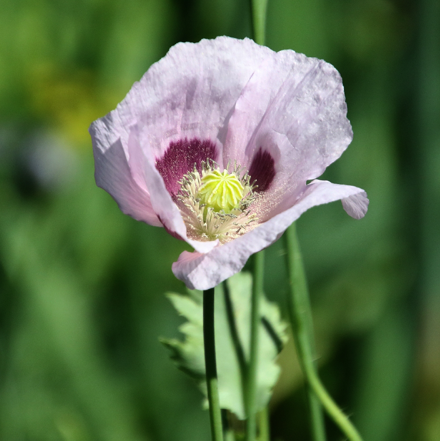Изображение особи Papaver somniferum.