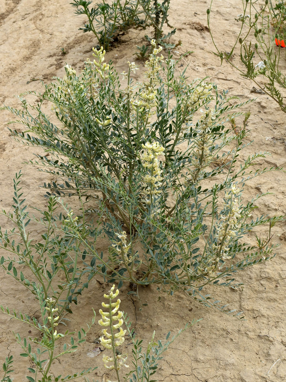 Изображение особи Goebelia pachycarpa.