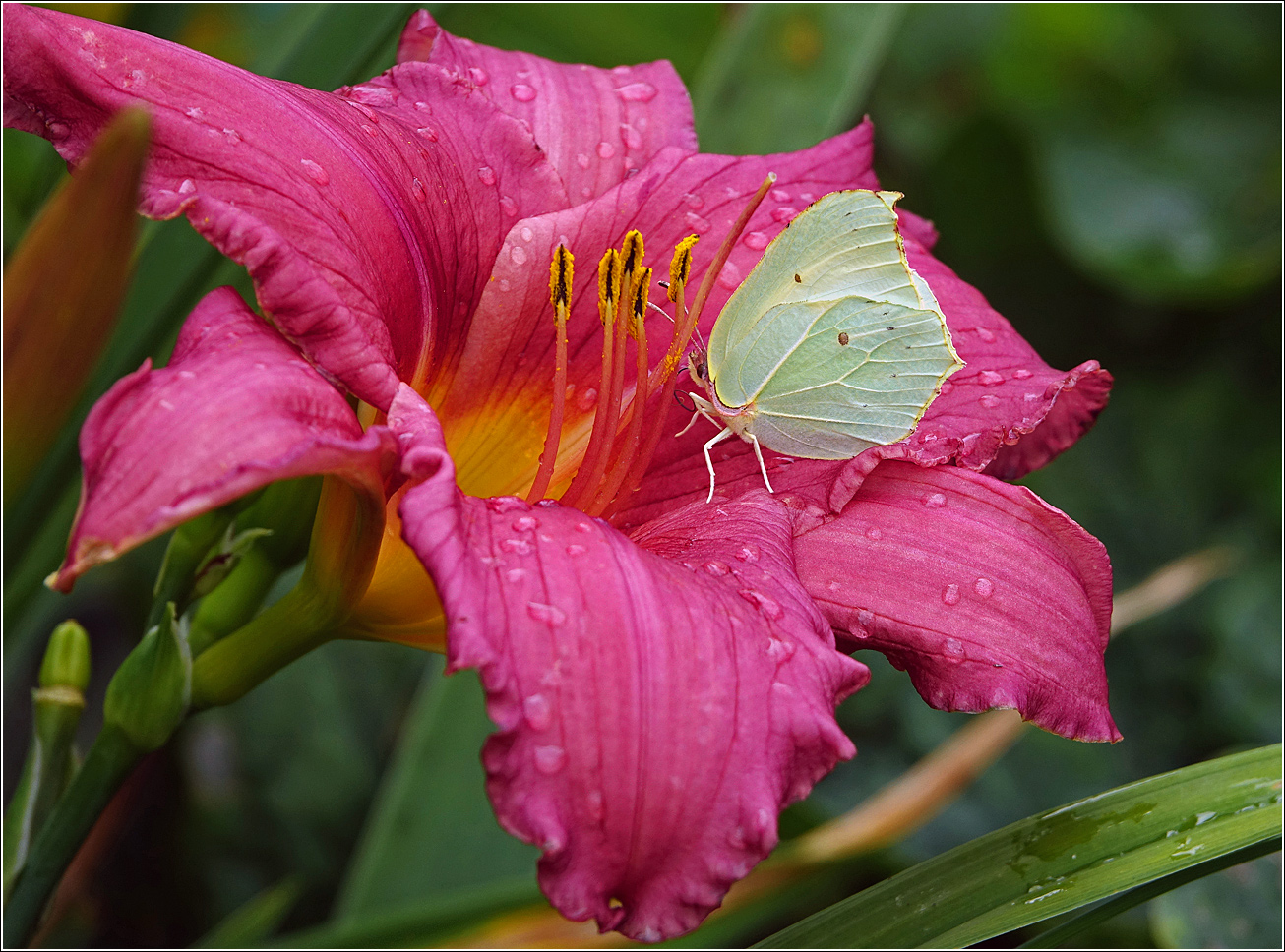 Изображение особи Hemerocallis &times; hybrida.