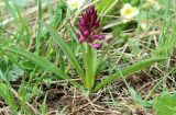Dactylorhiza romana ssp. georgica