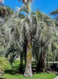 Butia capitata. Вегетирующее растение. Краснодарский край, Сочи, Хостинский р-н, парк \"Дендрарий\", в культуре. 13.03.2025.