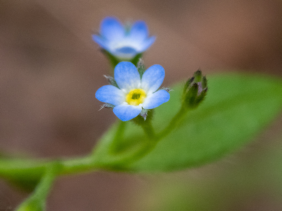 Image of Myosotis sparsiflora specimen.