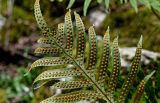 Polypodium cambricum. Верхушка вайи с сорусами (вид на абаксиальную поверхность). Краснодарский край, Сочи, Хостинский р-н, Агурское ущ., на поросшей мхами скале. 14.03.2025.