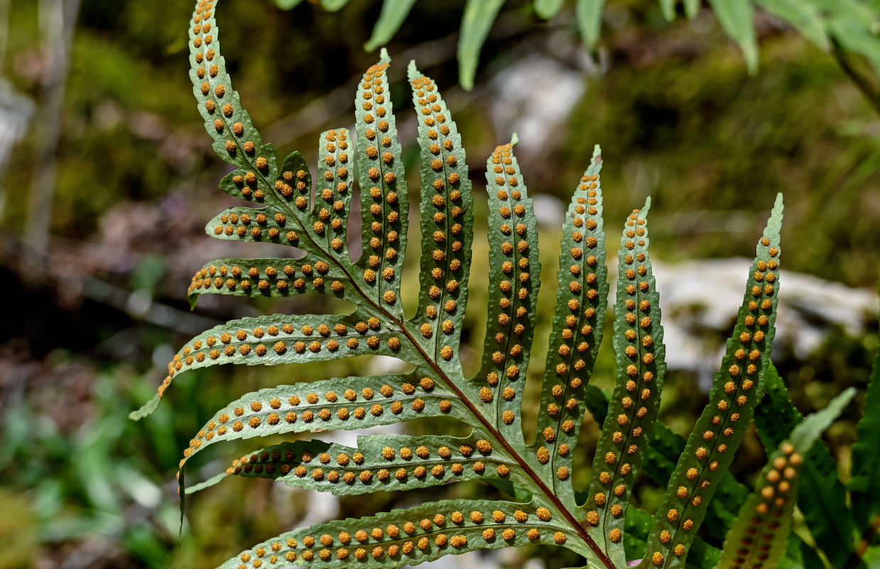 Image of Polypodium cambricum specimen.