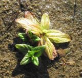 Epilobium adenocaulon