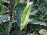 Heliconia angusta
