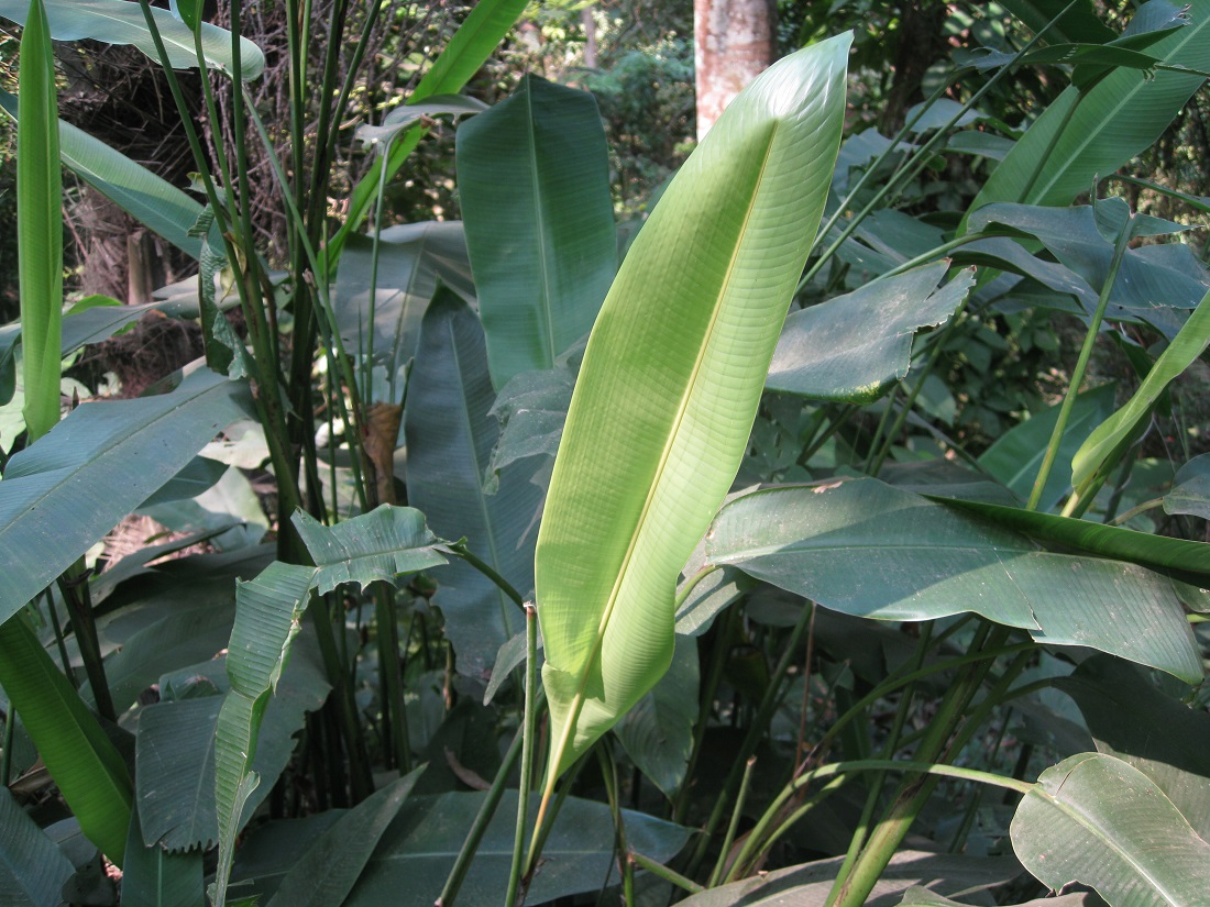 Image of Heliconia angusta specimen.